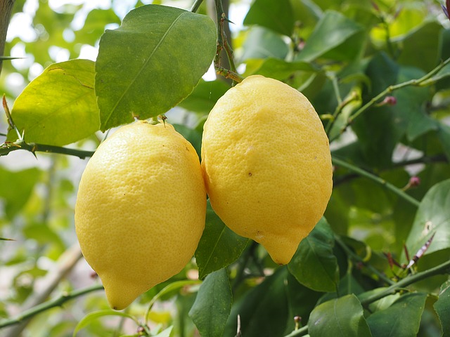 Лимон, полезные свойства для организма
