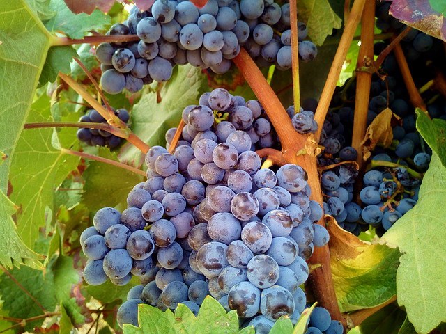 Виноград для питания осенью