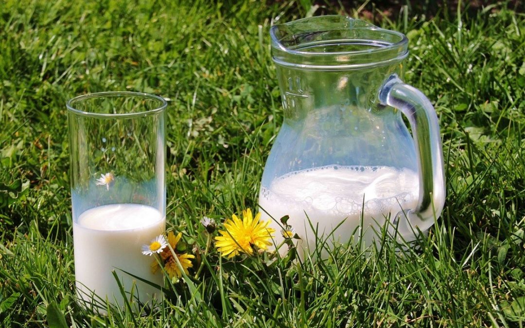 Молоко – польза и вред для организма
