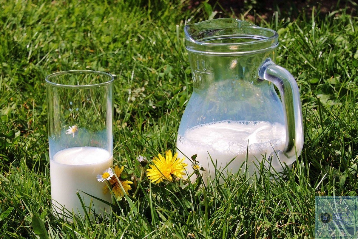 Молоко – польза и вред для организма
