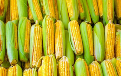 Чем полезна кукуруза, преимущества для здоровья. Точка зрения экспертов