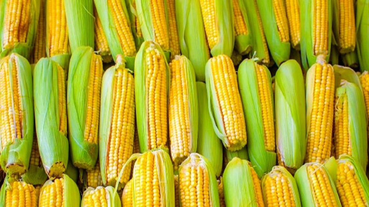 Чем полезна кукуруза. Преимущества для здоровья