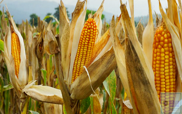 полезные свойства и преимущества кукурузы
